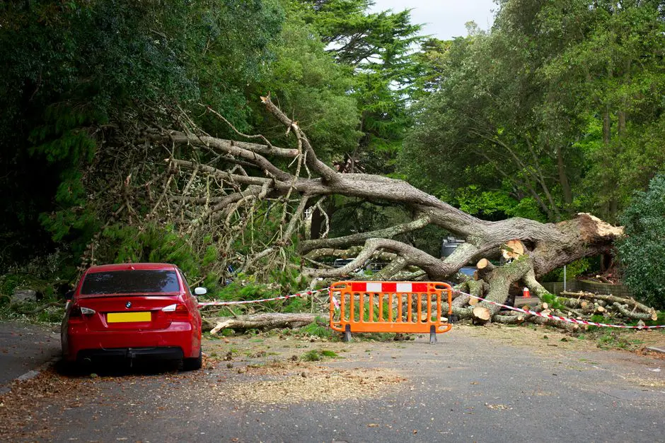 tree debris removal service