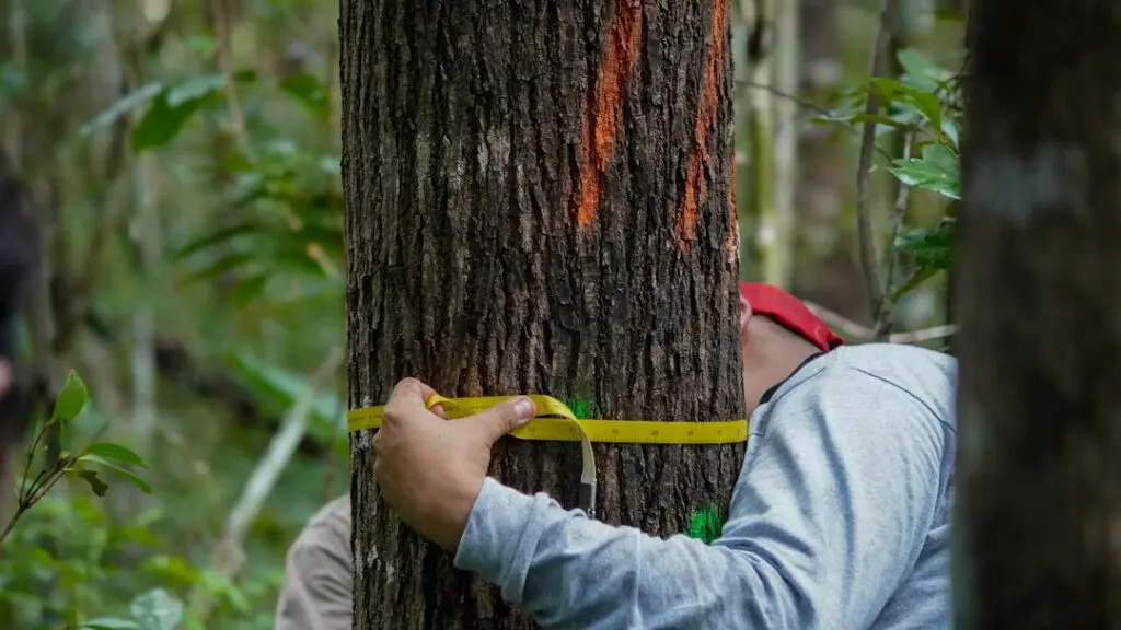 arborist inspecting mature tree