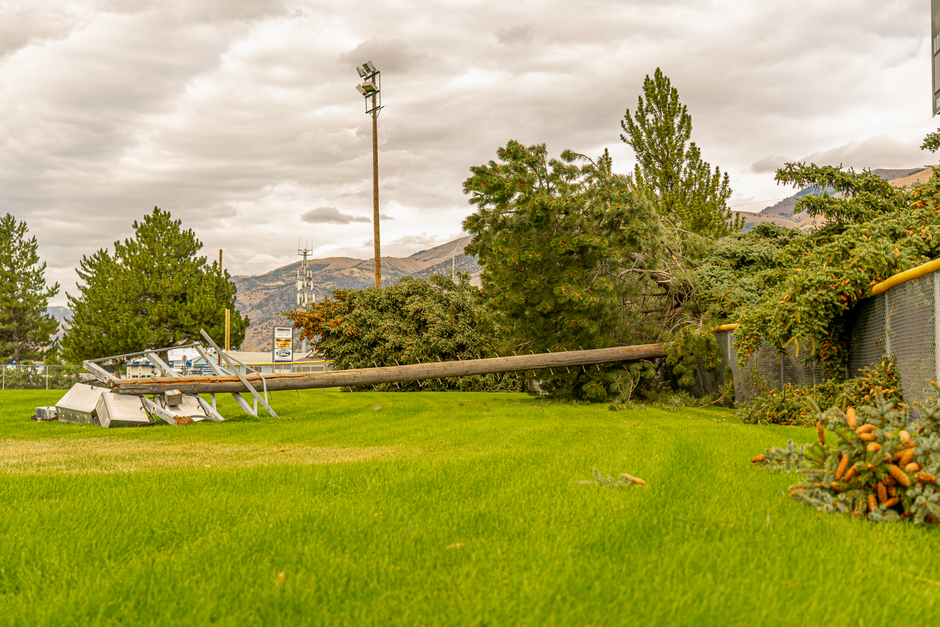 tree down on power line
